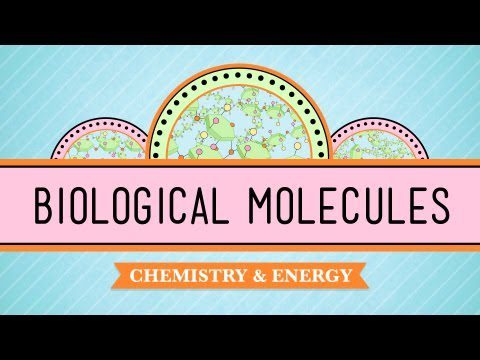 Molecule biologice – Tu ești ceea ce mănânci: curs intensiv de biologie #3