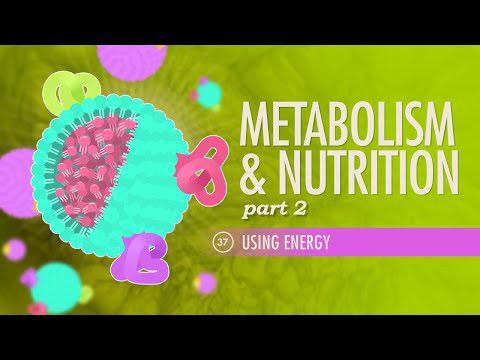 Metabolism și nutriție, Partea 2: Curs intensiv Anatomie și fiziologie #37