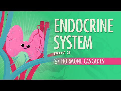 Sistemul endocrin, Partea 2 – Cascade de hormoni: Curs intensiv Anatomie și fiziologie #24