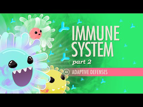 Sistemul imunitar, Partea 2: Curs intensiv Anatomie și fiziologie #46