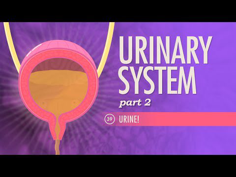 Sistemul urinar, Partea 2: Curs intensiv Anatomie și fiziologie #39