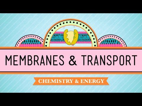 In Da Club – Membrane & Transport: Crash Course Biology #5