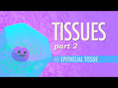 Țesuturi, Partea 2 – Țesutul epitelial: Curs intensiv Anatomie și fiziologie #3