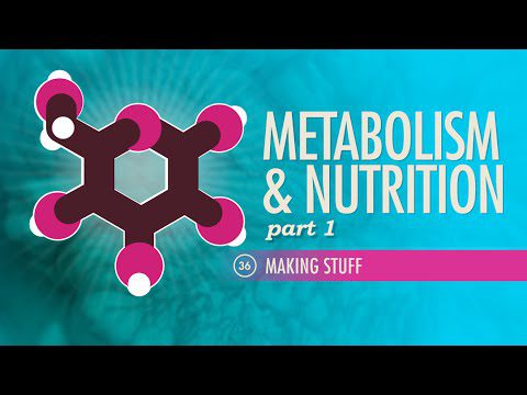 Metabolism și nutriție, Partea 1: Curs intensiv Anatomie și fiziologie #36