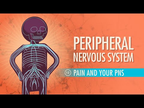 Sistemul nervos periferic: Curs intensiv Anatomie și fiziologie #12