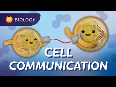 Cum comunică celulele?  (Comunicare celulară): Curs intensiv de biologie #25