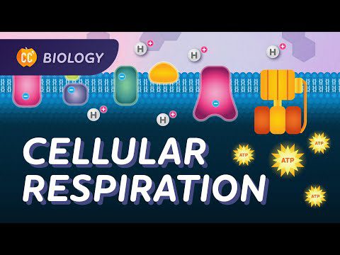 Cum își obțin celulele energia?  (Lanțul de transport de electroni): Curs intensiv de biologie #27