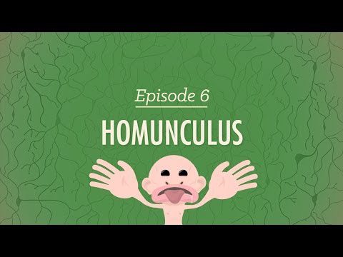 Homunculus: curs intensiv de psihologie #6