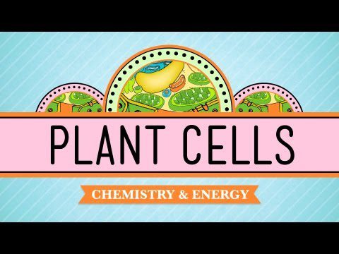 Celulele vegetale: curs intensiv de biologie #6