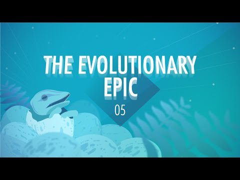 Epopeea evolutivă: marea istorie a cursului intensiv #5