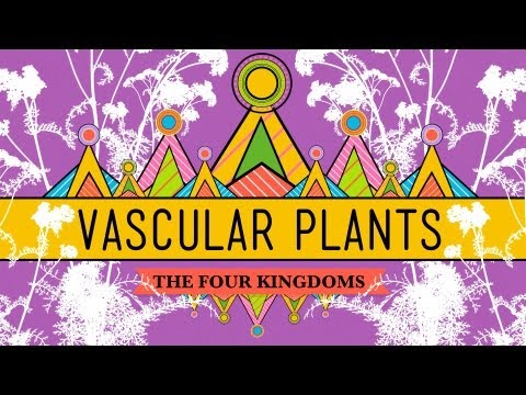 Plante vasculare = Câștigătoare!  – Curs intensiv de biologie #37