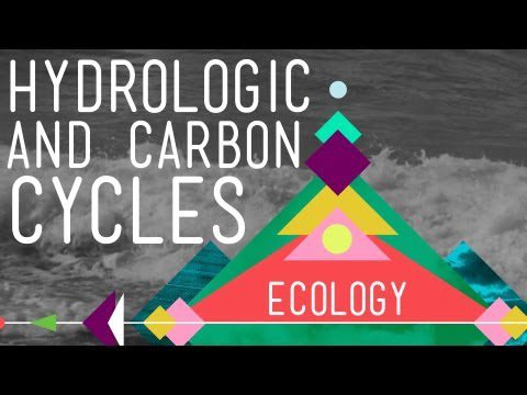 Ciclurile hidrologice și ale carbonului: reciclați întotdeauna!  – Curs intensiv de ecologie #8