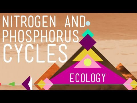Ciclurile azotului și fosforului: reciclați întotdeauna!  Partea 2 – Curs intensiv de ecologie #9