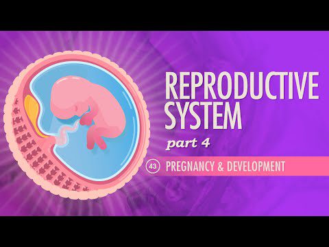 Sistemul reproductiv, Partea 4 – Sarcina și dezvoltare: Curs intensiv Anatomie și fiziologie #43