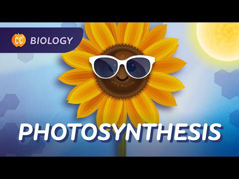 Fotosinteza: puterea solară originală: curs intensiv de biologie #28