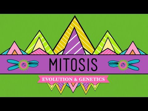 Mitoza: despărțirea este complicată – Curs intensiv de biologie #12