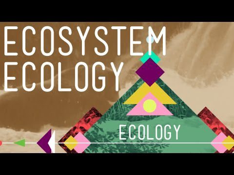 Ecosystem Ecology: Links in the Chain – Curs intensiv Ecologie #7