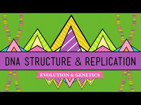 Structura și replicarea ADN-ului: curs intensiv de biologie #10