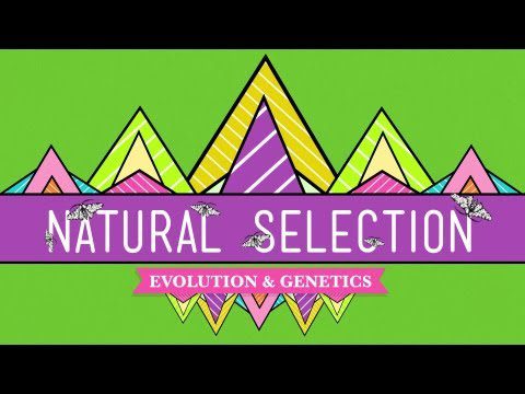 Selecția naturală – Curs intensiv de biologie #14