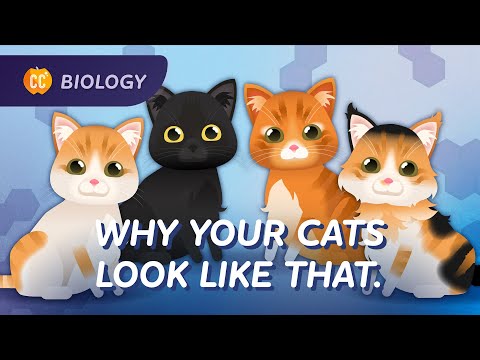 De ce pisica ta arată așa: Genetică: curs intensiv de biologie #31