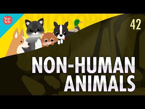 Animale non-umane: Filosofia cursului intensiv #42