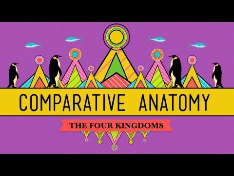 Anatomie comparată: Ce ne face animale – Curs intensiv de biologie #21