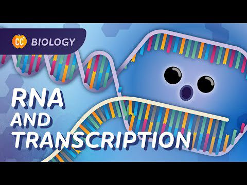 Cum mRNA a ajutat la salvarea de vieți: Transcrierea ADN-ului: Curs intensiv de biologie #34
