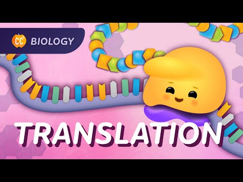 Cum se traduce ARN-ul în puterea proteinelor: Curs intensiv de biologie #35