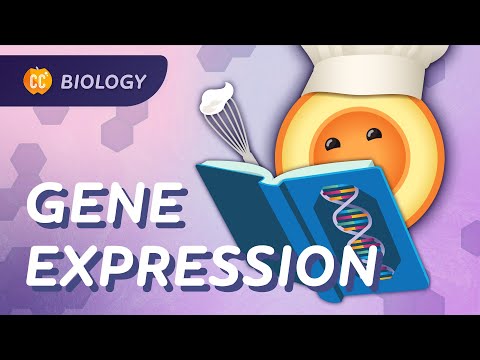 Cum se exprimă genele: curs intensiv de biologie #36