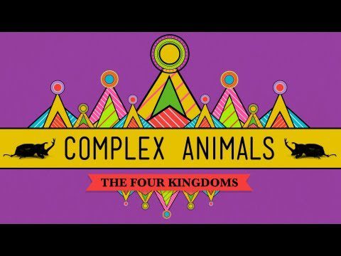 Animale complexe: anelide și artropode – CrashCourse Biology #23