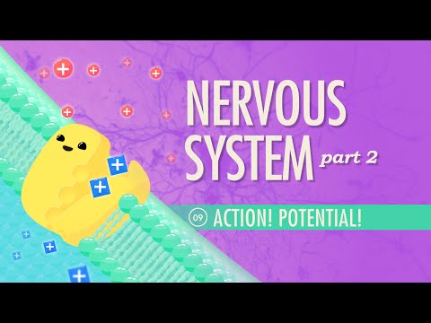 Sistemul nervos, partea 2 – Acțiune!  Potențial!: Curs intensiv Anatomie și fiziologie #9