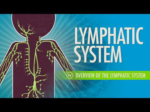 Sistemul limfatic: curs intensiv de anatomie și fiziologie #44