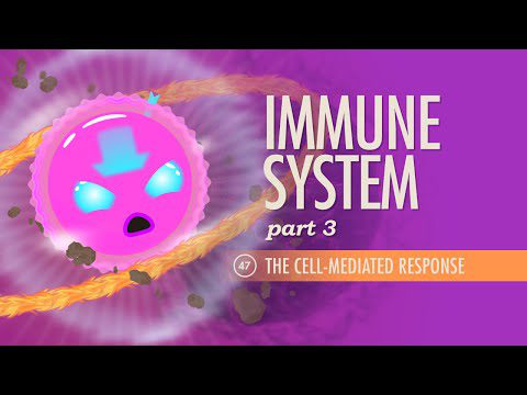 Sistemul imunitar, Partea 3: Curs intensiv Anatomie și fiziologie #47