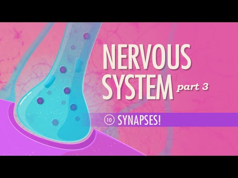 Sistemul nervos, partea a 3-a – Sinapsele!: Curs intensiv Anatomie și fiziologie #10