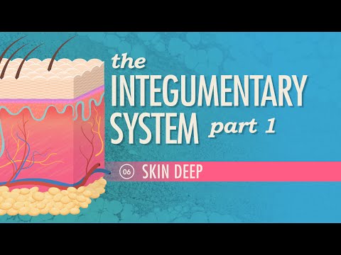 Sistemul tegumentar, partea 1 – Adanc piele: Curs intensiv Anatomie și fiziologie #6