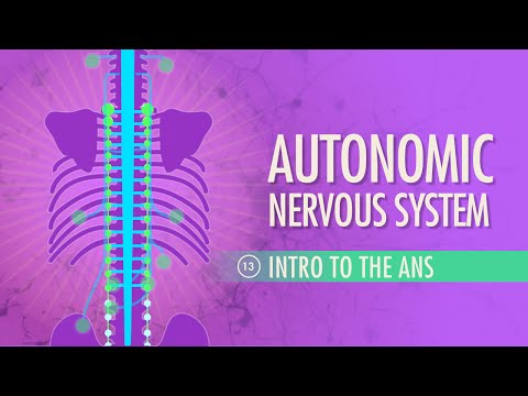 Sistemul nervos autonom: curs intensiv de anatomie și fiziologie #13