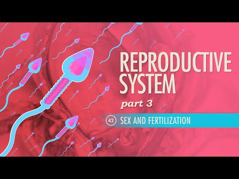 Sistemul reproducător, partea a 3-a – Sex și fertilizare: Curs intensiv Anatomie și fiziologie #42