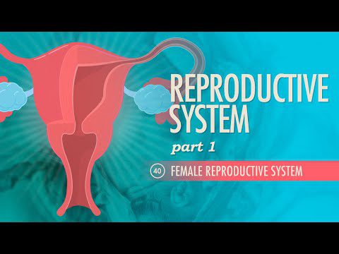 Sistemul reproducător, partea 1 – Sistemul reproducător feminin: Curs intensiv Anatomie și fiziologie #40