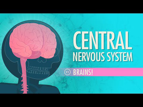 Sistemul nervos central: curs intensiv de anatomie și fiziologie #11