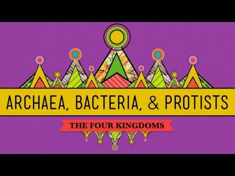 Vechi și ciudat: arhea, bacterii și protisti – Curs intensiv de biologie #35