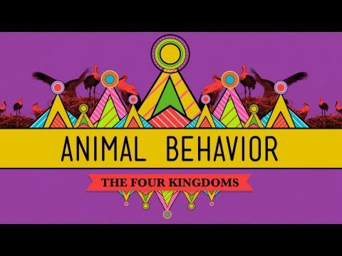 Comportamentul animalelor – Cursul de biologie #25