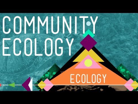 Ecologie comunitară: Simțiți dragostea – Curs intensiv Ecologie #4