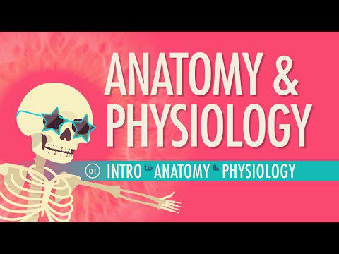Introducere în anatomie și fiziologie: Curs intensiv Anatomie și fiziologie #1