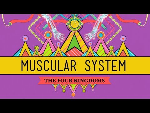 Big Guns: The Muscular System – CrashCourse Biology #31
