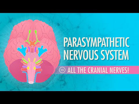 Sistemul nervos parasimpatic: Curs intensiv Anatomie și fiziologie #15