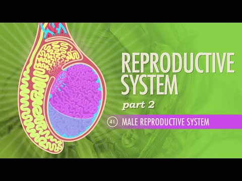 Sistemul reproducător, Partea 2 – Sistemul reproducător masculin: Curs intensiv Anatomie și fiziologie #41