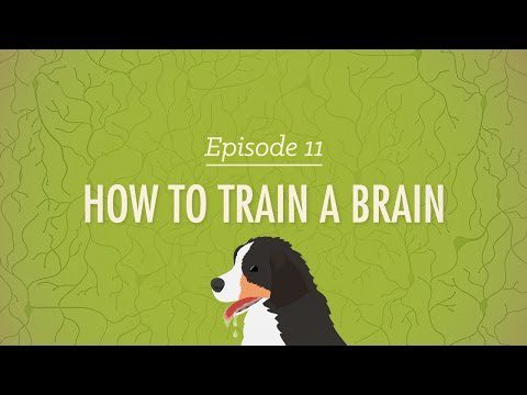 Cum să antrenezi un creier: curs intensiv de psihologie #11