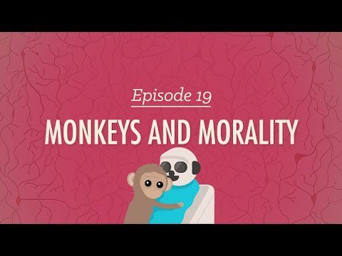 Maimuțele și moralitatea: curs intensiv de psihologie #19