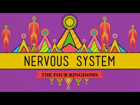 Sistemul nervos – CrashCourse Biology #26