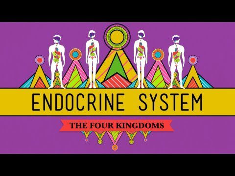 Great Glands – Sistemul tău endocrin: CrashCourse Biology #33